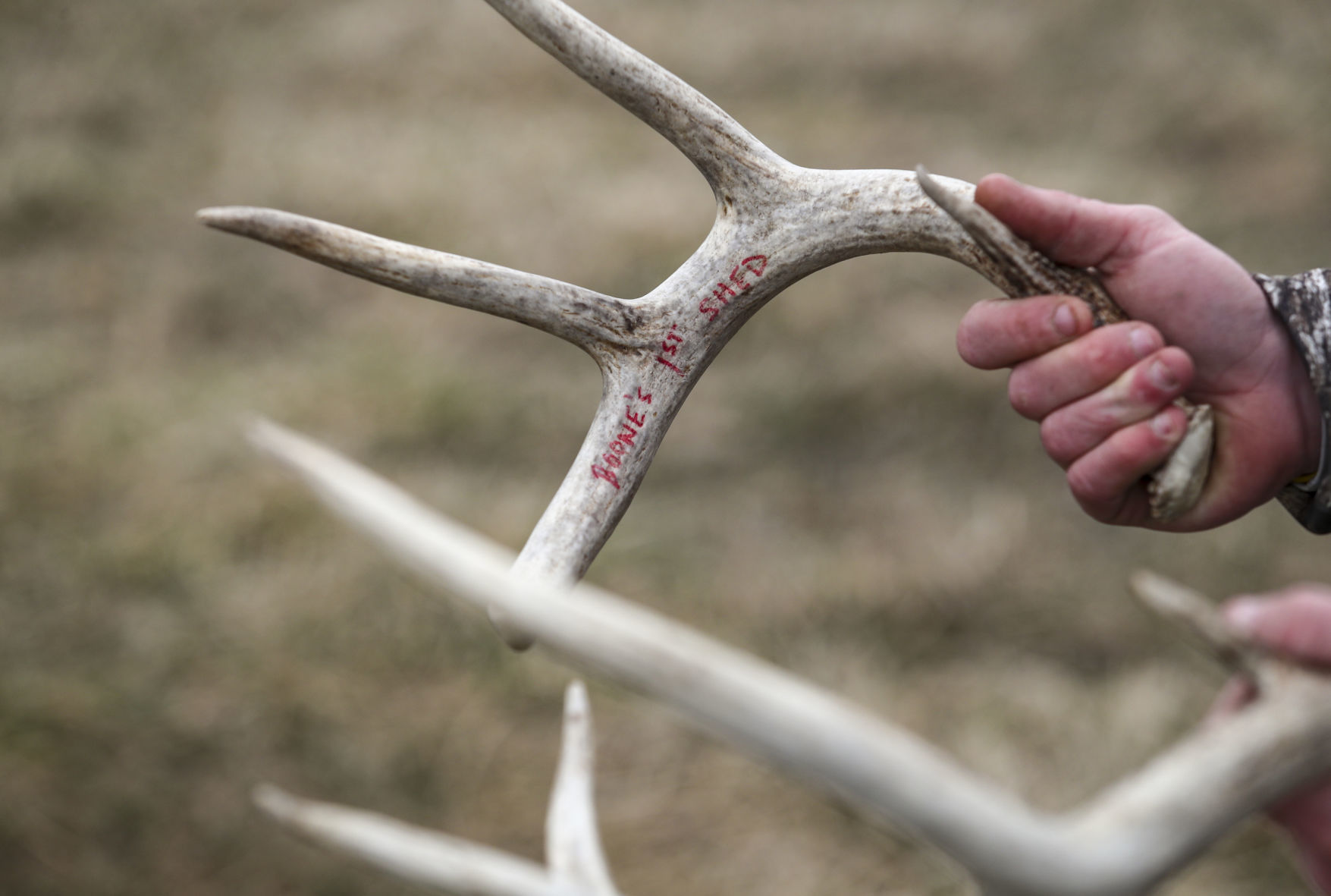 Shed hunting 6